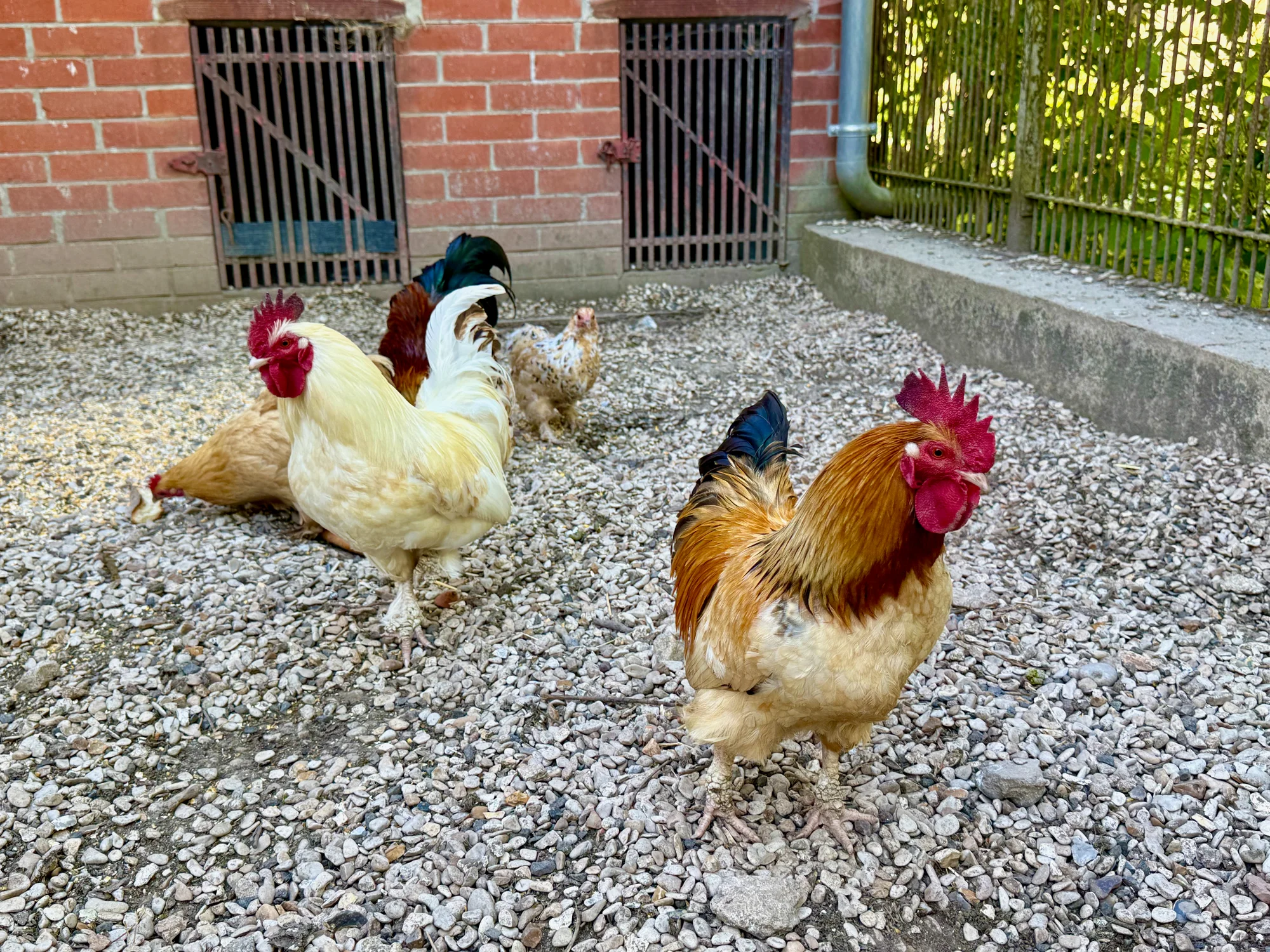 Roosters and hens in the gravel run beside the brick chicken coop at Moulin à Rêves