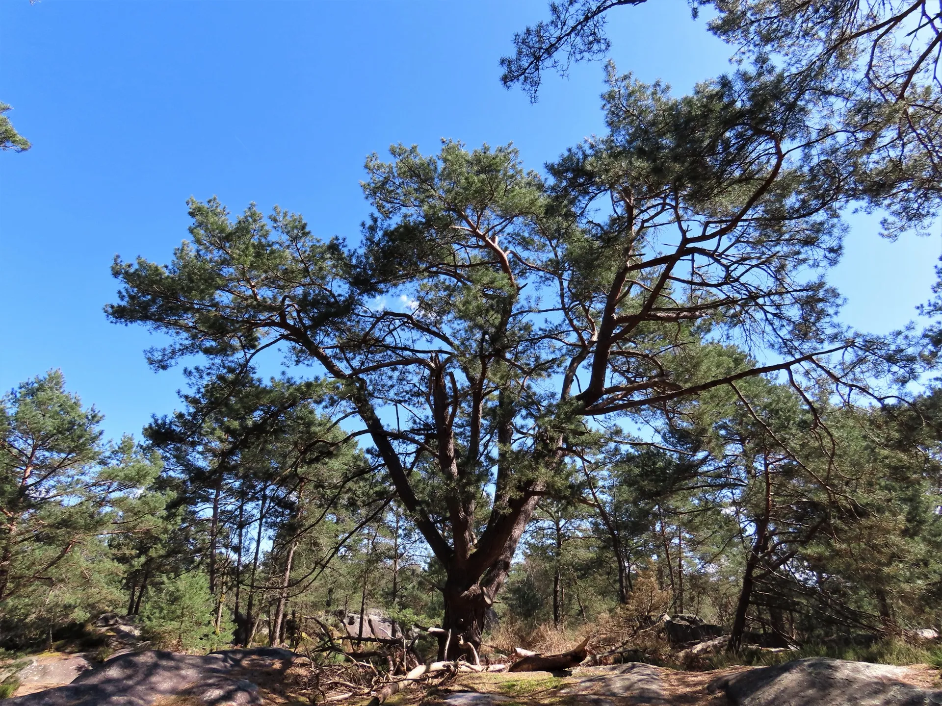 Gorges de Franchard hiking trail through sandstone and pine in Fontainebleau Forest