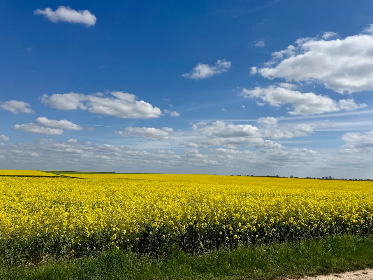 Golden fields lining a country road near Méréville