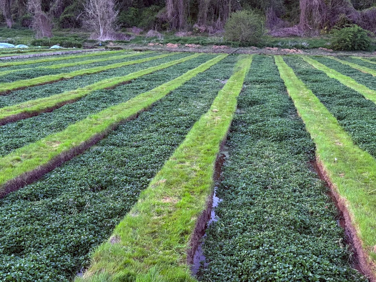 Watercress beds in the valley near Méréville