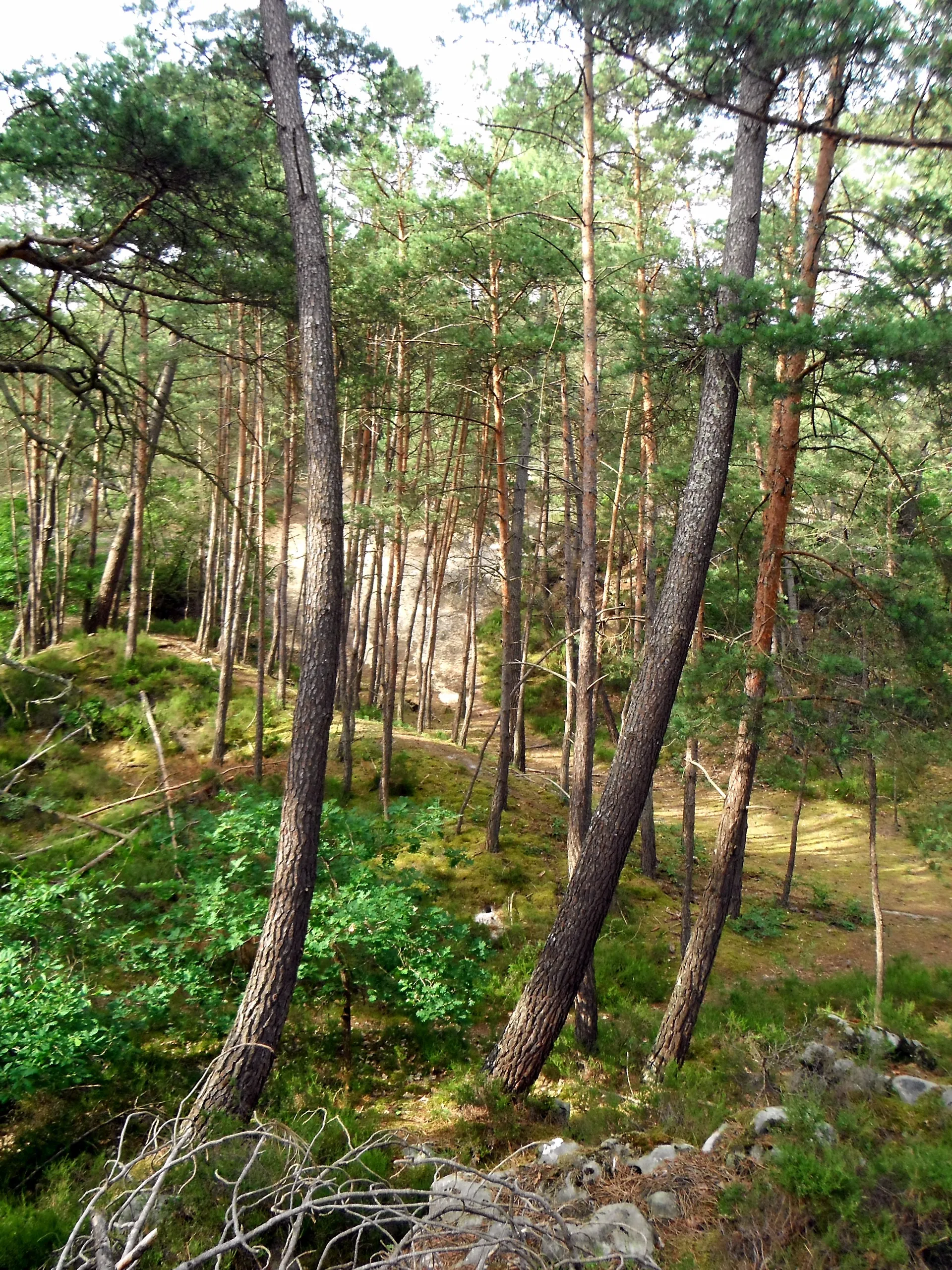 Forest path through Fontainebleau with dappled sunlight near Moulin à Rêves, Barbizon