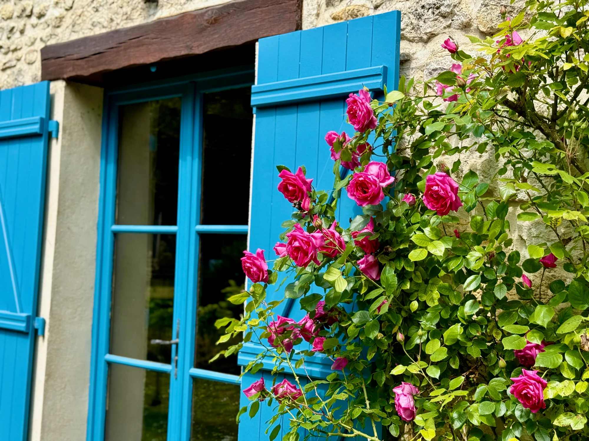 Pink climbing roses against the blue shutters and French doors of La Maison de la Rivière