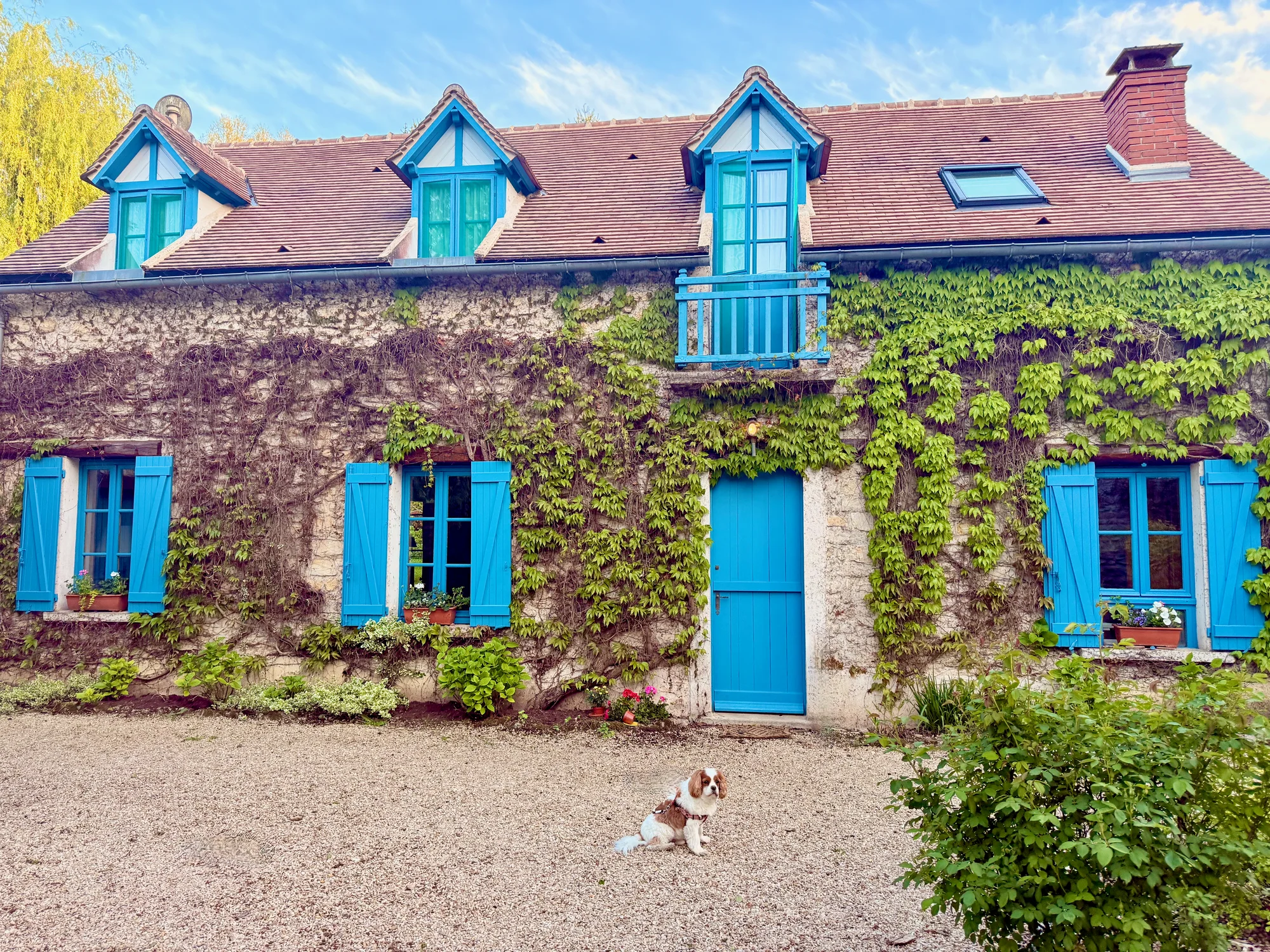 Ivy-clad stone facade of La Maison de la Rivière with blue shutters and the Cavalier on the gravel